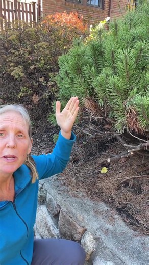 Get some good loppers and do it right. Garden location: client’s house (video done by client) If you like this ❤️ and follow me for tips and observations. #evergreenshrubs #pruning #pruningshrubs #gardeningtips #gardening #youcandoitgardening #gardencoach #gardening101 #gardeningforbeginners