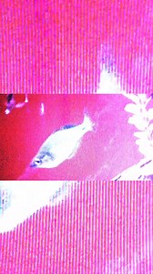 Two weeks until WISP takes the stage at Stubb's Austin with Panchiko and Alison's Halo! Natalie R. Lu aka WISP are part of a new crop of artists like julie, Glare and Trauma Ray (all playing Levitation 2024!), bringing a new audience to dream-pop and shoegaze. We couldn't be more happy to see this resurgence of glorious noise. The 2024 weekend ends with living legends Slowdive capping off four days of shoegaze with Swirlies, Drop Nineteens, Ringo Deathstarr and more. Who are you listening to thi