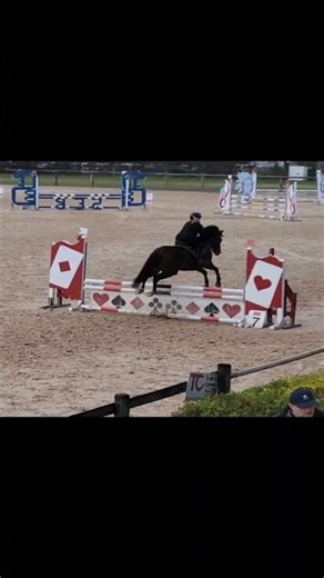 Poney à vendre - Poney PFS 5ans - equirodi.com