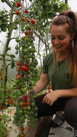 Gardener's Delight is a great choice for someone looking for a delicious red cherry tomato 🍅 #gardenersdelight #cherrytomatoes #sweet #organic #organicgardening #nodig #greenhouse #horticulture #growyourownfood #homegrown #locallygrown #chemicalfree #grownnotflown #grownfromseed #seasonalfood #tomatoplant | Blooms&Greens by Chloe