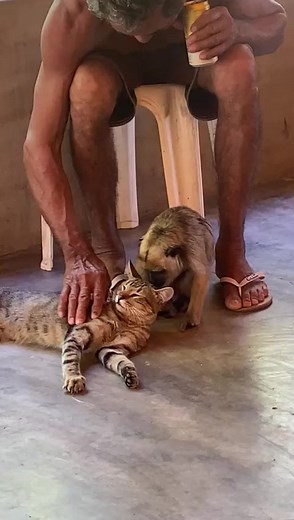 Cat and Monkey: A Unique Animal Interaction