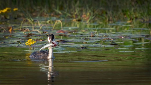 Back in Greece filming waterbirds