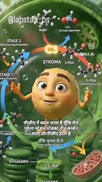 C3 cycle or calvin cycle #botany #plantscience #neet #csirnetlifescience # #science #photosynthesis