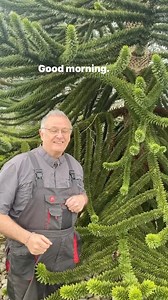 Monkey Puzzle tree interesting facts #trees #gardening #gardentipsforbeginners | Dave The Plantman