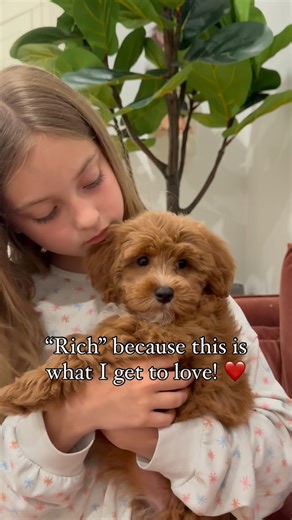 Doodle Puppy Crew - Cavapoochons on Instagram: "I am a “rich” person! doodlepuppycrew.com #cavapoochon #foreverpuppy #teddybearpuppy #puppylove"
