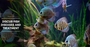 Discus Fish Diseases and Treatment - The Aquarium Adviser