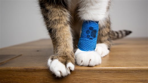 How much will pet insurance cost in 2026? A complete breakdown