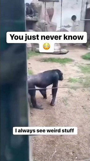 Funny Monkeys at the Zoo 😂 | Which Moment Made You Laugh the Most?
