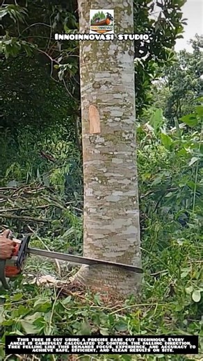 Precise Tree Felling | Controlled Cut for Safe Fall 🌲🪚