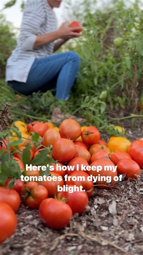 Blight on tomatoes is such an issue in Ohio🥵 But I’ve figured out a way to keep my tomatoes bearing through the summer! My first line of defense is always to have healthy soil. I only use spray as a last resort. I’ve found that the healthier my soil becomes, the easier it is to control the blight! Soil is full of fungus, so I am very intentional about keeping all the branches and leaves of my tomato plants from touching the ground. Zerotol has helped me so much the last couple years in controll