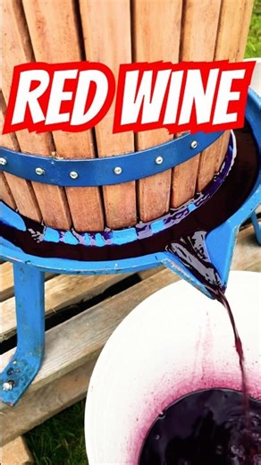 Pressing Red Wine from crushed grapes 🍇 | 2025