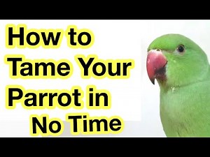 How to Tame Your Parrot in No Time | Taming Secrets