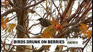 636K views · 5.2K reactions | Birds in Yukon are getting tipsy on fermented berries, so Environment Yukon has set up an avian drunk tank where they can sober up safely. Watch video here: | CBC News | Facebook