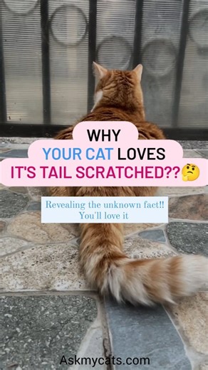 11K views · 252 reactions |  Unlocking the Tail-Scratching Mystery:...
