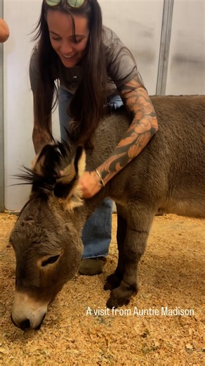 Donkey the Donkey | Gelding update #4 The surgery went well. We had Donkey come into a stall for recovery. We decided to let him stay the night at the vet, as... | Instagram