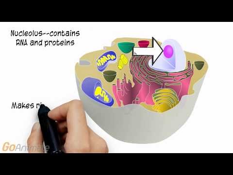 Cell Organelles for Anatomy and Physiology