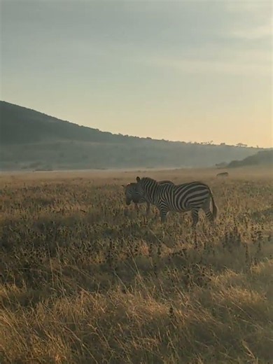 Wildlife Safaris in Akagera National Park Rwanda