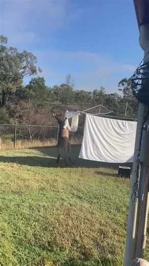 Kangaroo Boxing: Just Another Aussie Experience