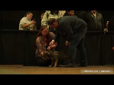 🇬🇧ABKC 2025 UK American Bully Show (Best Moments)🏆
