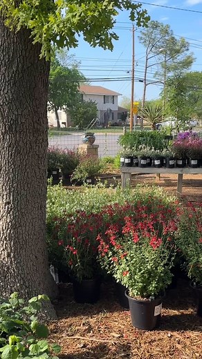 It’s hummingbird season!! This one sure was happy with all the salvia blooms! | Friendly Natives