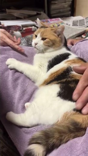 Cute Kitten Holding My Hand While Playing 😺#shorts #kitten #viral #cat #pets #catlovers #cutecats
