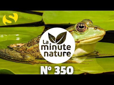 8 SCOOPS ABOUT FROGS (No. 350)