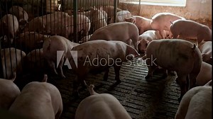 Modern agricultural pig farm. Pig Farm. Huge pig on a farm.