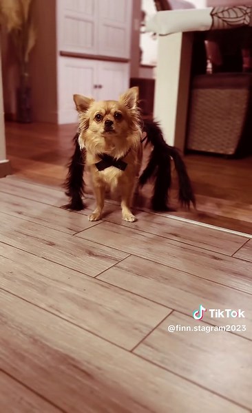 Halloween Dog Costumes Featuring Spider-Themed Looks