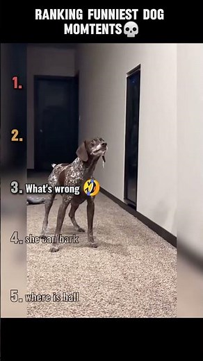 Ranking funniest dog moments pt-10#viralshots#funnyvideos#dogvideos