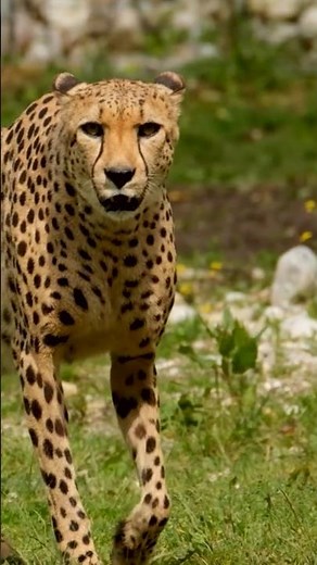 pbs kids,full episodes,daniel tiger's neighborhood,t for tiger cartoon for kids#cartoon