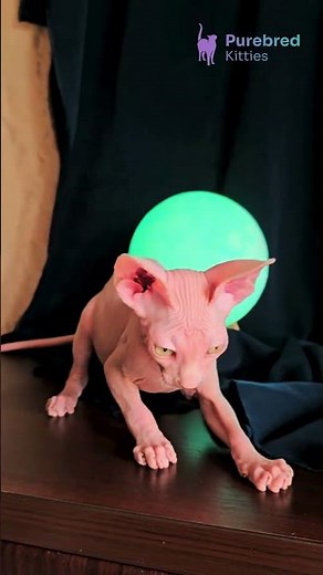 Adopt Tim: The White Canadian Sphynx Kitten 😻 Hypoallergenic & Full of Personality! #SphynxCat