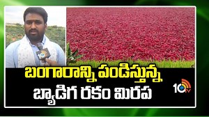 బంగారాన్ని పండిస్తున్న బ్యాడిగ రకం మిరప