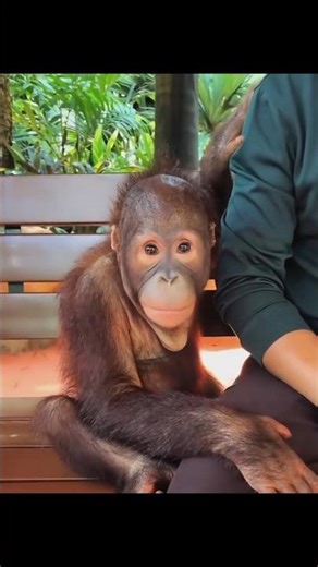 Orangutan Acts Like a Human 😂 | Cutest & Funniest Animal Ever!