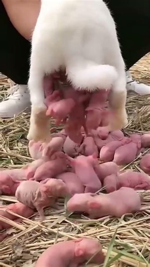 🐰 Cute Rabbit Giving Birth to Tiny Kits | Adorable Animal Moment🐇 New Life Arrives Baby Rabbits born