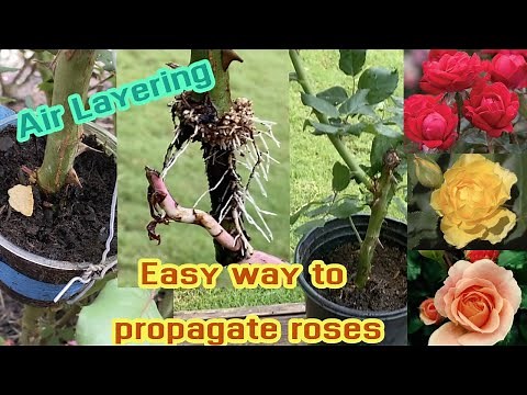 Easy way to propagate roses 🌹🌹 | Air Layering Rose // Lovely Garden