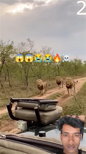 Lion Encounters That Will Leave You SPEECHLESS