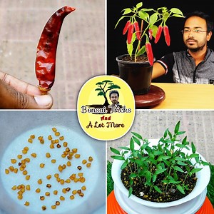 261K views · 8.5K reactions | How to grow Chili from Seed | Chilli | DIY Gardening : | Bonsai Tricks And a Lot More Official | Facebook
