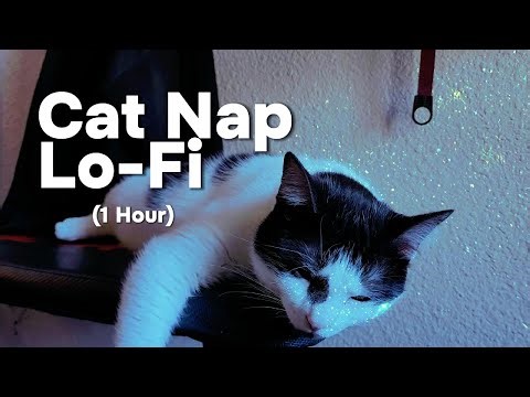 🐾 Cat Nap Lo-fi Beats (1 Hour) | Chill Relaxation Sounds & Calming Noises 💤