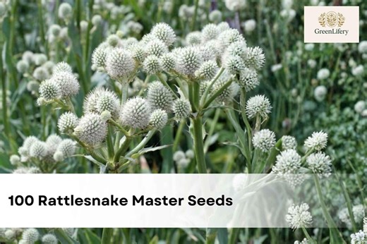 100 Rattlesnake Master Seeds | Drought Tolerant Native Perennial - Etsy