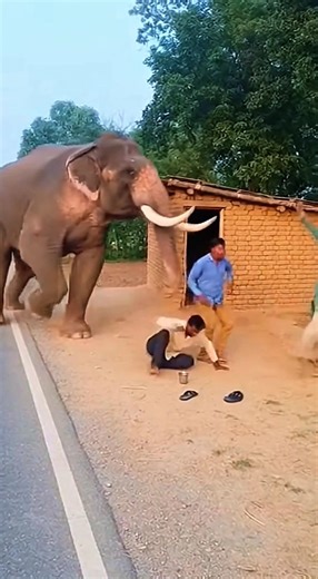 Jungle Se Aaya Hathi Aur Machaya Tabaahi 😱