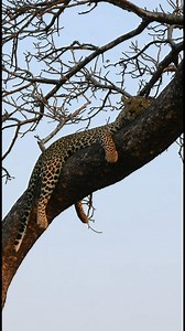 A typical leopard scene, the kind you get spoiled with in the Greater Kruger. #leopard #greaterkruger #africanwildlife #safarimoments #bushlife #wildlifevideo #bigcats #krugernationalpark #safariguide #wildlifediary #naturelovers | Robin Hester's Wildlife Photography