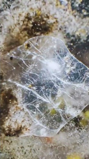 Hidden Worlds: Microscopic Liquid Exploration (4K)
