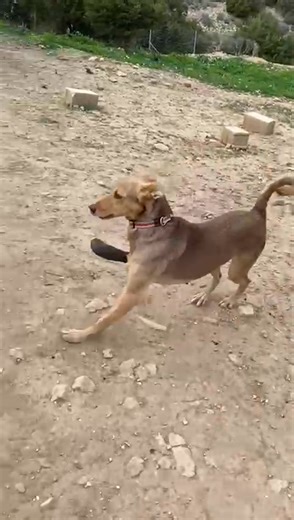 We are checking the prosthetic paw for Diana ❤️ a few days more and we will know if it’s working good for her or no ! Ελέγχουμε το προσθετικό πόδι για την Νταϊάνα ❤️ λίγες μέρες ακόμα και θα μάθουμε αν είναι λειτουργικό ή όχι! | Takis Shelter non profit organisation