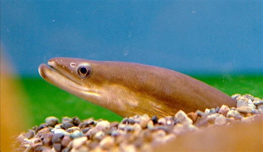 Watch Japanese Eels Escape from the Stomach of a Dark Sleeper Fish