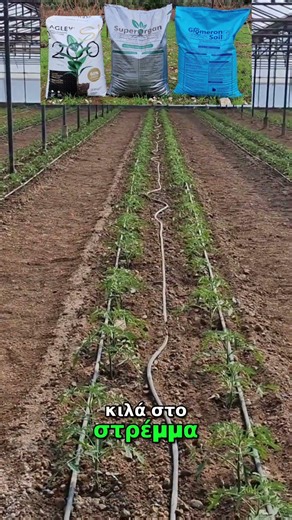 Ντομάτα θερμοκηπίου ποικιλίας Ελπίδα. Γιατί το γόνιμο έδαφος με σωστή δομή αποτελεί πλέον μονόδρομο.