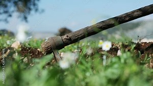 Farmers plant an olive tree after digging soil using garden fork