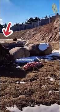 The Lion always eats first, the Tiger always eats last.