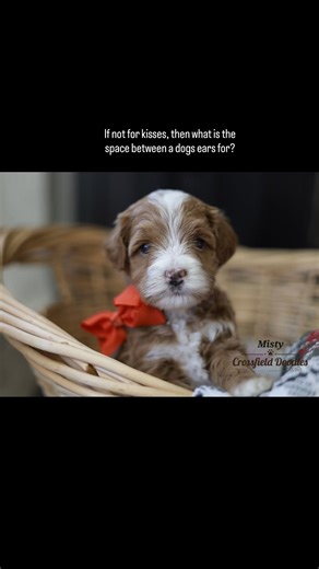 ✨ Lavvy & Teko’s Mini Labradoodle Litter is Here! ✨ These sweet pups are expected to mature between 18–30 pounds—the perfect blend of cuddly, compact, and adventurous. Their temperaments are already shining through, and we cannot wait for families to meet them! 📅 Important Dates 6-Week Pick Date: December 13, 2025 8-Week Take-Home Date: December 27, 2025 Trained Take-Home Date: January 17, 2026 🐾 Ready to Meet Them? We’re opening our doors this weekend by appointment only—and we currently have