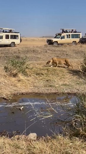 Going on a safari is so much more than just viewing the animals. It’s the feeling of being on an adventure, enjoying the difference stages of your trip and truly connect with nature. See more at www.kim.tours 🦓 Discover Beyond The Nature 🦁 What are you looking for? Is it a short, medium or long safari? Book now! And let’s help. Check out our blog for stay in touch with the latest travel trends & destination news. 📧 hello@kim.tours | 255 768512626 | 𝑻𝒂𝒏𝒛𝒂𝒏𝒊𝒂 𝑻𝒐𝒖𝒓 𝑶𝒑𝒆𝒓𝒂𝒕𝒐𝒓
