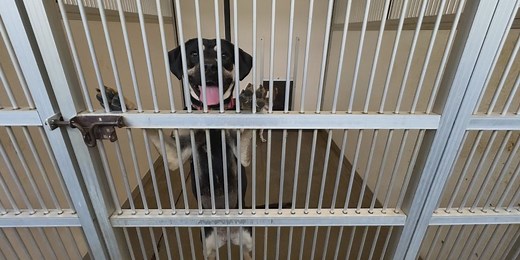 Symptoms to look for if you think your dog has parvo